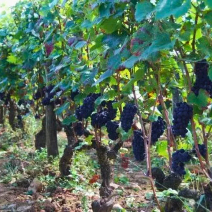 Domaine Remi Jeanniard, Morey-St-Denis Vielles Vignes 2024