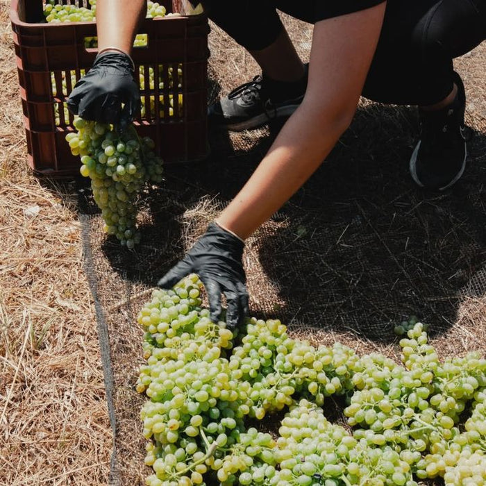 Lyrarakis Field Worker harvesting green grapes in a field with a crate nearby.