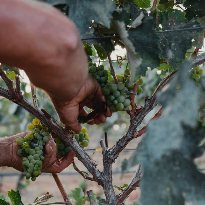 Hand harvesting green Vilana grapes from a vine