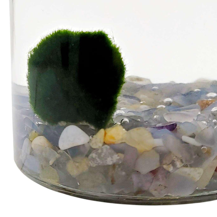 Plant Friend - Marimo Moss Ball (Blue Chalcedony) by The Handmade Showroom
