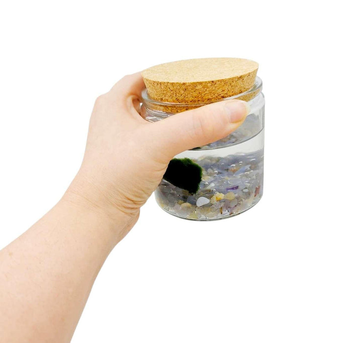 Plant Friend - Marimo Moss Ball (Blue Chalcedony) by The Handmade Showroom