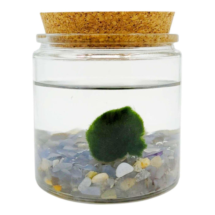 Plant Friend - Marimo Moss Ball (Blue Chalcedony) by The Handmade Showroom