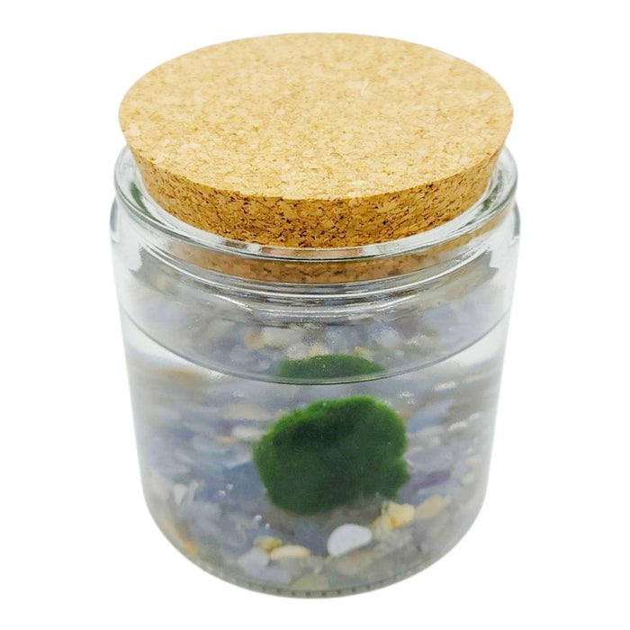 Plant Friend - Marimo Moss Ball (Blue Chalcedony) by The Handmade Showroom