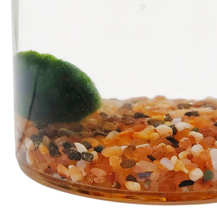 Plant Friend - Marimo Moss Ball (Carnelian) by The Handmade Showroom
