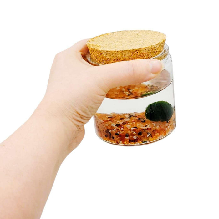 Plant Friend - Marimo Moss Ball (Carnelian) by The Handmade Showroom