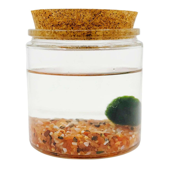 Plant Friend - Marimo Moss Ball (Carnelian) by The Handmade Showroom