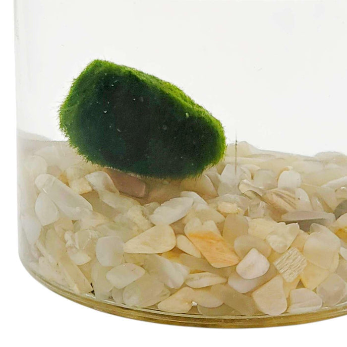 Plant Friend - Marimo Moss Ball (Cream Moonstone) by The Handmade Showroom