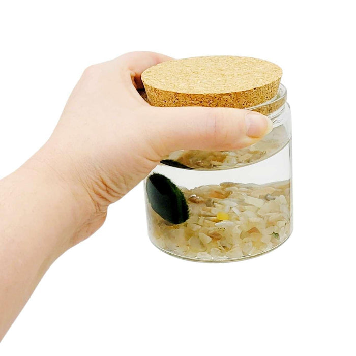 Plant Friend - Marimo Moss Ball (Cream Moonstone) by The Handmade Showroom