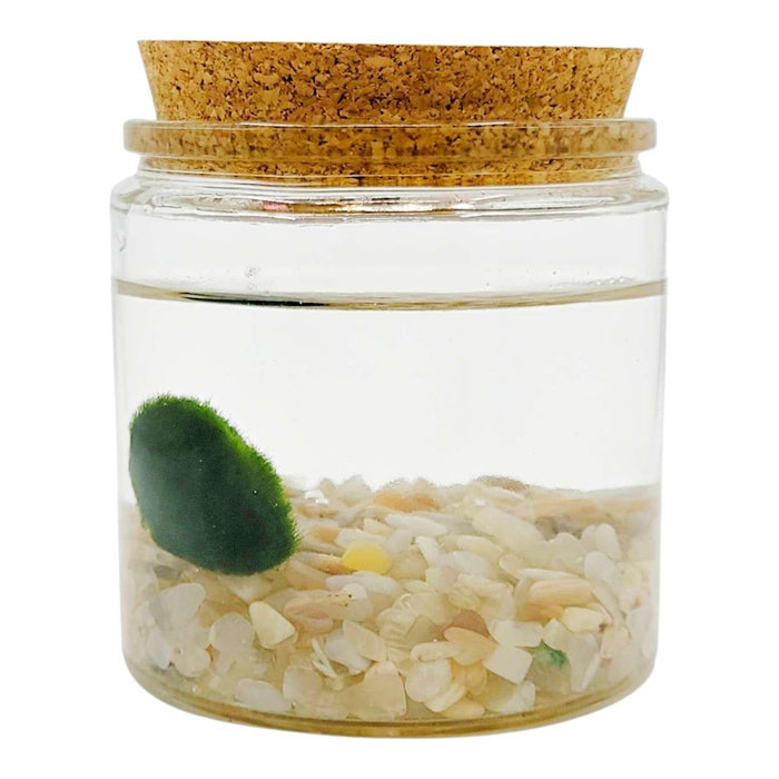 Plant Friend - Marimo Moss Ball (Cream Moonstone) by The Handmade Showroom