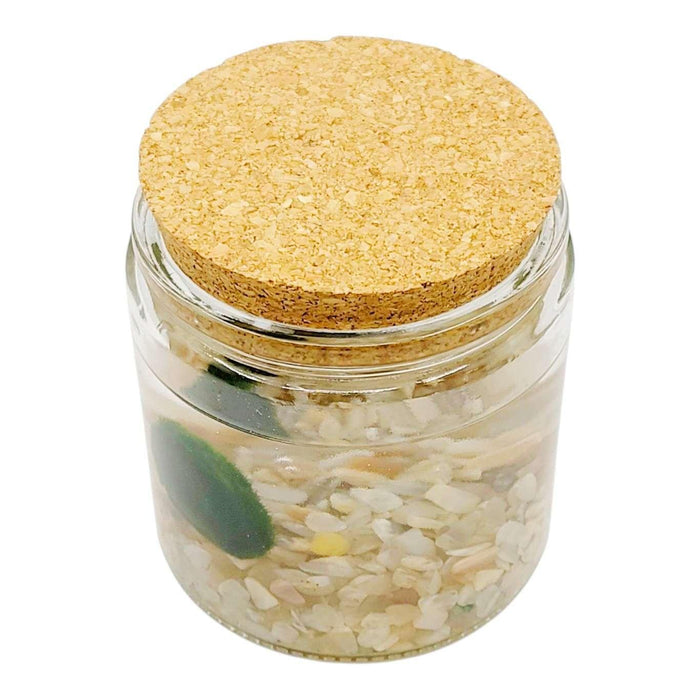 Plant Friend - Marimo Moss Ball (Cream Moonstone) by The Handmade Showroom