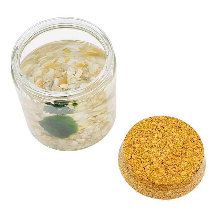 Plant Friend - Marimo Moss Ball (Cream Moonstone) by The Handmade Showroom